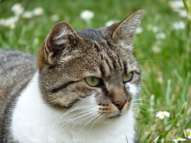 Photo de Chat domestique