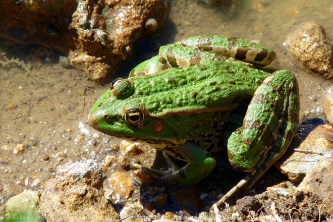 Photo de Grenouille verte commune