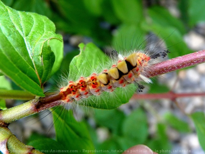 Photo de Chenille