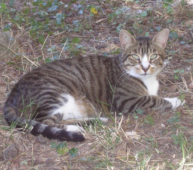 Photo de Chat domestique