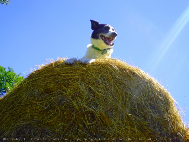 Photo de Border collie