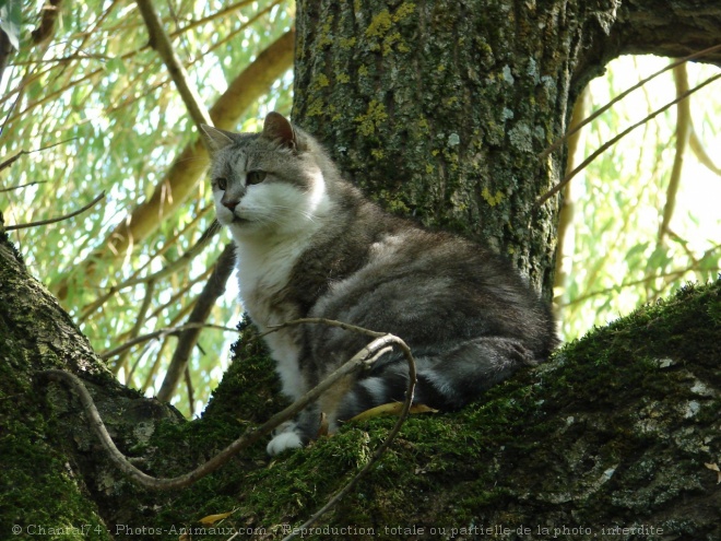 Photo de Chat domestique