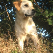 Photo de Golden retriever