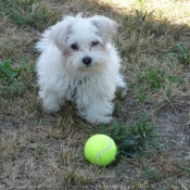 Photo de Bichon maltais