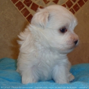 Photo de Bichon maltais