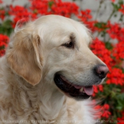 Photo de Golden retriever