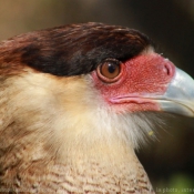 Photo de Caracara