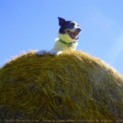 Photo de Border collie