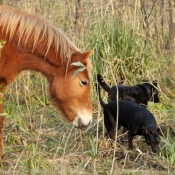 Photo de Races diffrentes