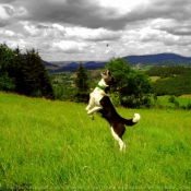 Photo de Border collie