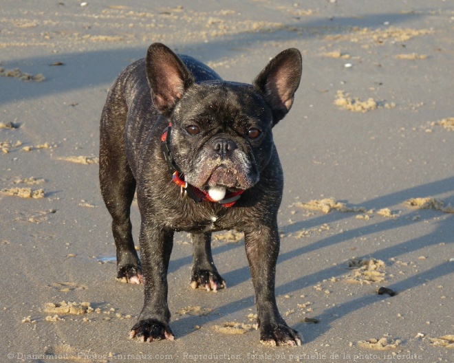 Photo de Bouledogue franais