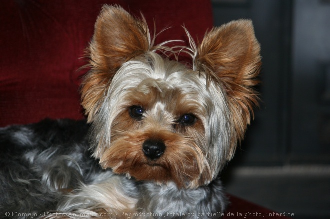 Photo de Yorkshire terrier