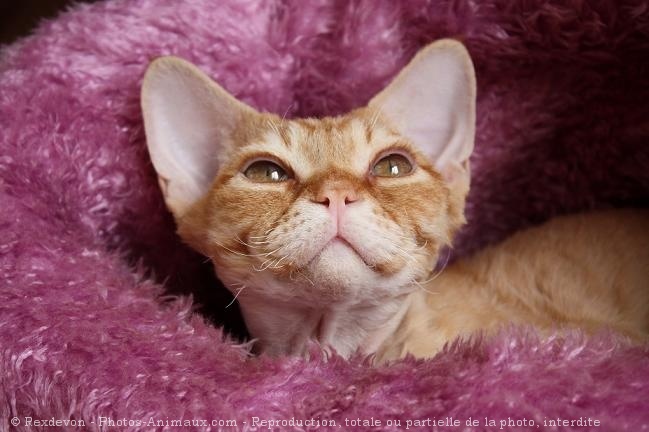 Photo de Devon rex