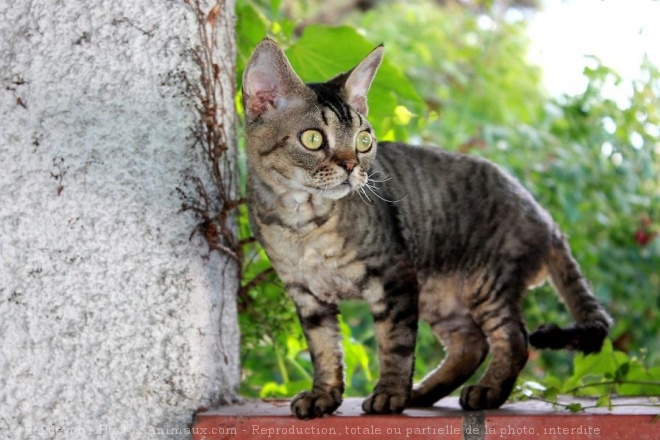 Photo de Devon rex