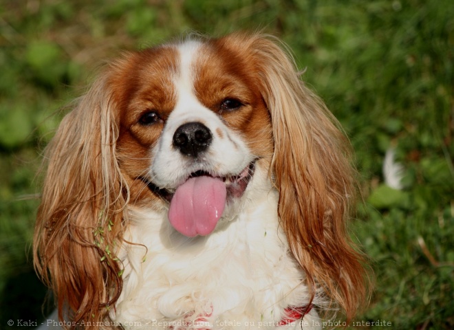 Photo de Cavalier king charles spaniel