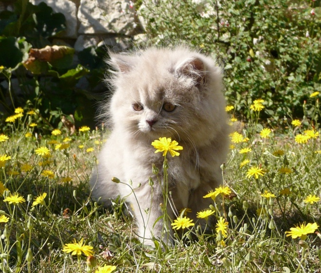 Photo de British longhair