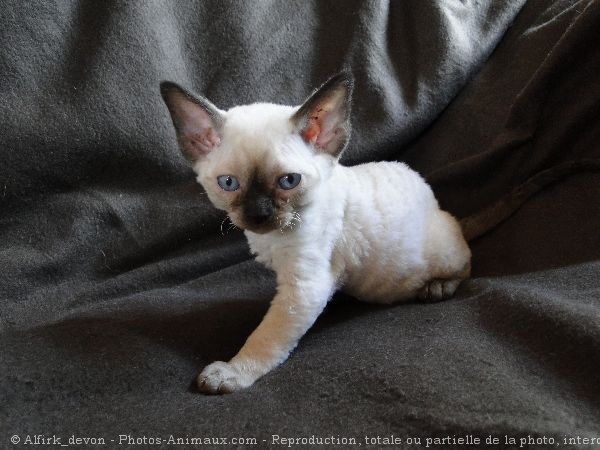 Photo de Devon rex