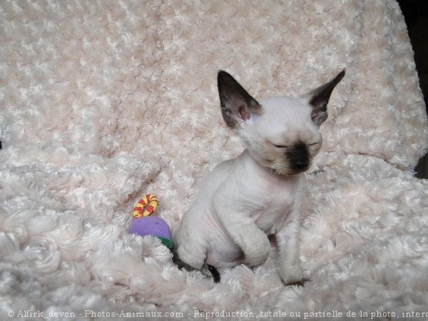 Photo de Devon rex