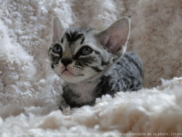 Photo de Devon rex