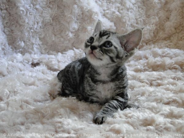 Photo de Devon rex