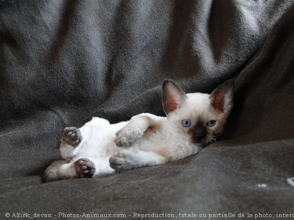 Photo de Devon rex