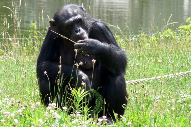 Photo de Singe - chimpanz