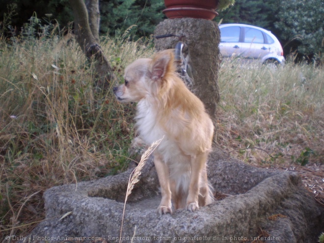 Photo de Chihuahua  poil long