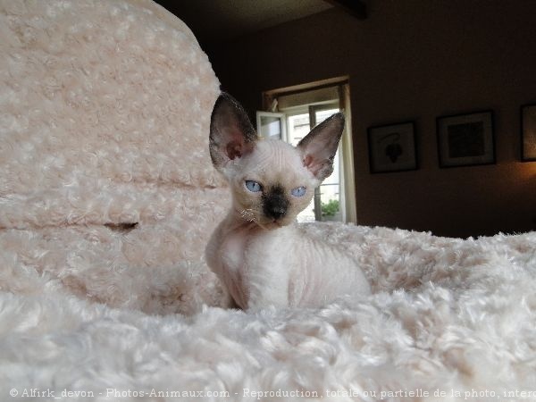 Photo de Devon rex