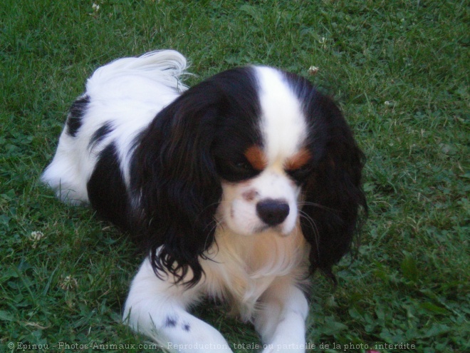 Photo de Cavalier king charles spaniel