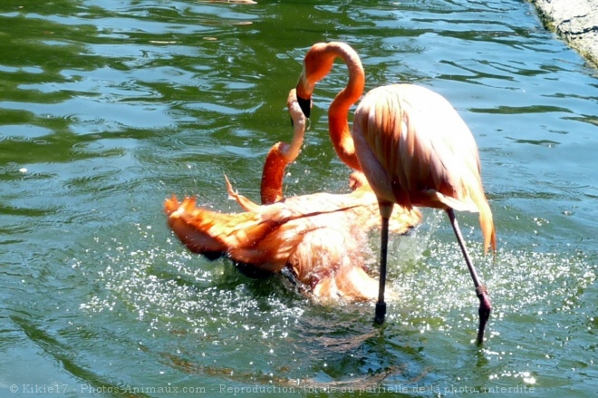 Photo de Flamand rose