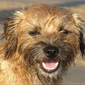 Photo de Border terrier