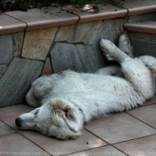 Photo de Chien de montagne des pyrnes