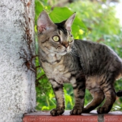 Photo de Devon rex