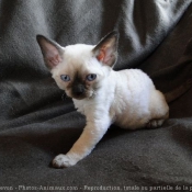 Photo de Devon rex