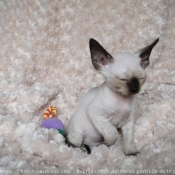 Photo de Devon rex