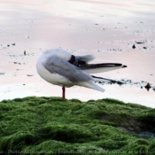 Photo de Mouette