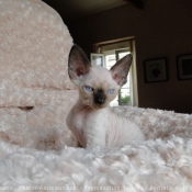 Photo de Devon rex