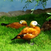 Photo de Canard tadorne casarca