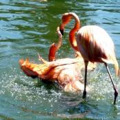 Photo de Flamand rose