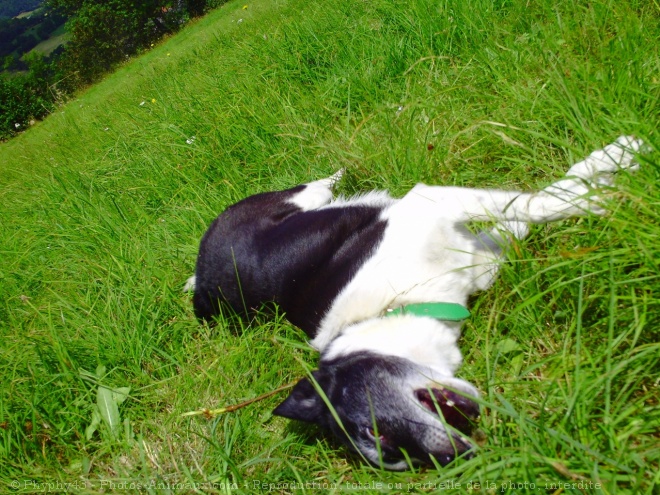 Photo de Border collie