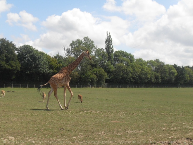 Photo de Girafe