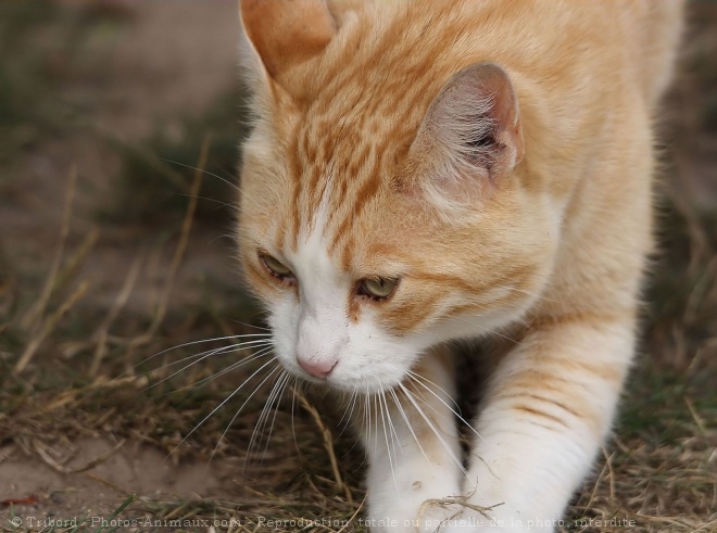 Photo de Chat domestique