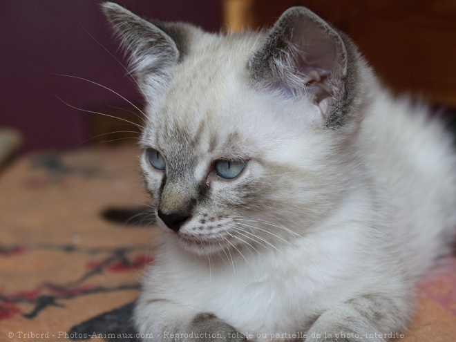 Photo de Chat domestique