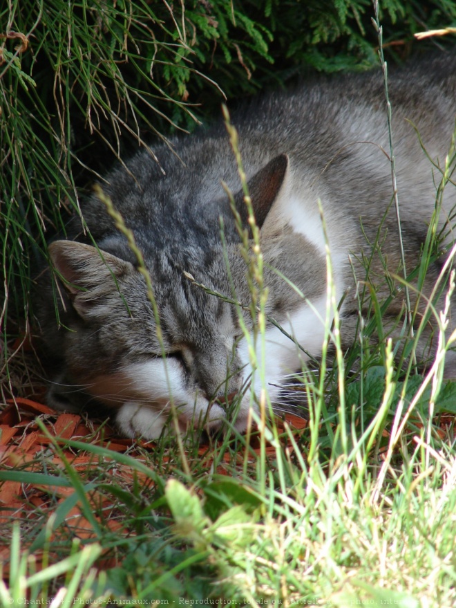 Photo de Chat domestique