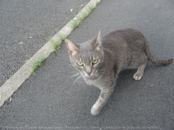 Photo de Chat domestique