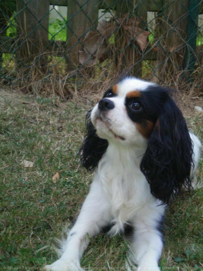 Photo de Cavalier king charles spaniel