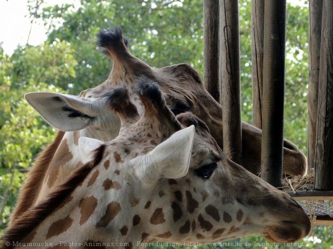 Photo de Girafe