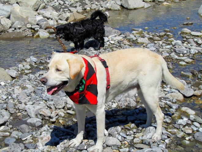 Photo de Labrador retriever