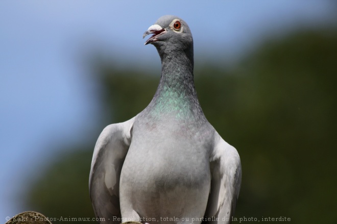 Photo de Pigeon