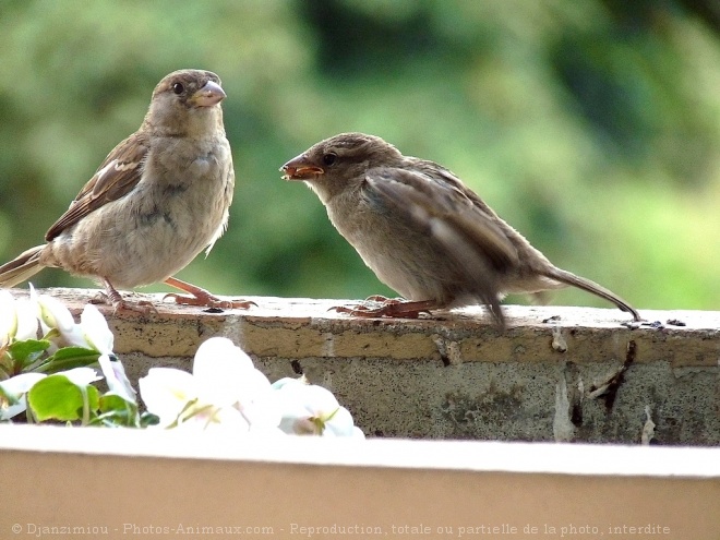 Photo de Moineau